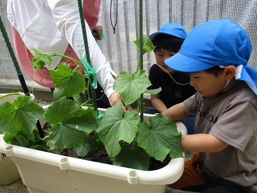 青　夏野菜